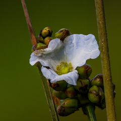 Echinodorus cordifolius