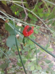Ephedra
