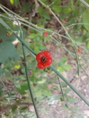 Ephedra