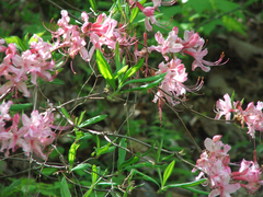 Rhododendron prinophyllum