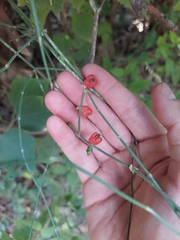 Ephedra
