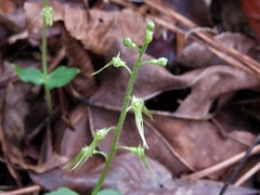 Neottia bifolia