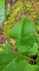 Phylloporia bistrigella