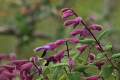 Salvia semiatrata