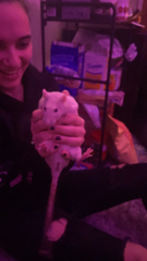 Rattus norvegicus domestica