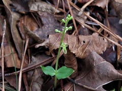Neottia bifolia