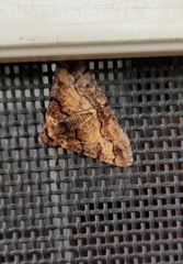 Gastrinodes bitaeniaria