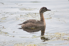 Poliocephalus rufopectus