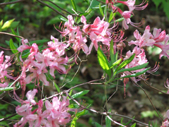 Rhododendron prinophyllum
