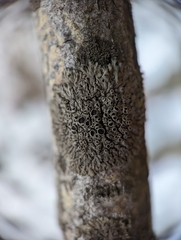 Phaeophyscia ciliata