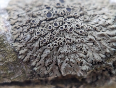 Phaeophyscia ciliata