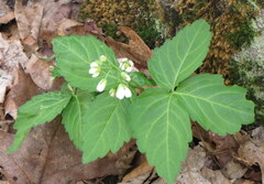 Cardamine diphylla