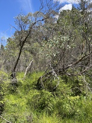Eucalyptus aquatica