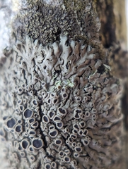 Phaeophyscia ciliata