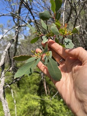Eucalyptus aquatica
