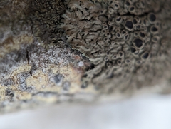 Phaeophyscia ciliata