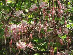 Rhododendron prinophyllum