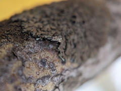 Phaeophyscia ciliata