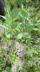 Rhododendron canadense