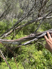 Eucalyptus aquatica