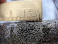 Phaeophyscia ciliata