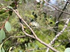 Eucalyptus aquatica