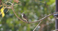 Empidonax hammondii