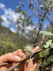 Eucalyptus aquatica