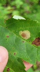 Cameraria saccharella