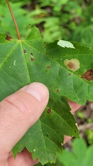 Cameraria saccharella