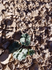 Cymopterus basalticus