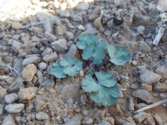 Cymopterus basalticus