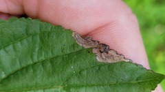 Stigmella rhamnicola