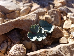 Cymopterus basalticus