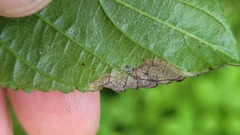 Stigmella rhamnicola