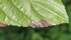 Stigmella rhamnicola