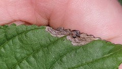 Stigmella rhamnicola