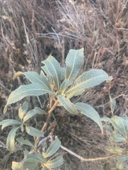 Eriodictyon trichocalyx