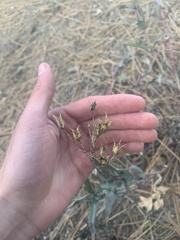 Penstemon centranthifolius