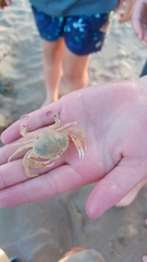 Ovalipes australiensis