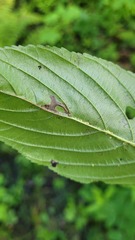 Stigmella rhamnicola