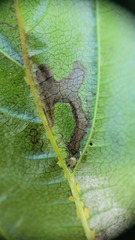 Stigmella rhamnicola