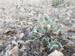 Sphaeralcea caespitosa