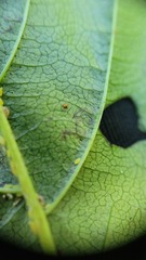 Stigmella rhamnicola