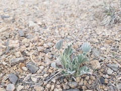 Sphaeralcea caespitosa