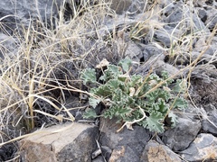 Sphaeralcea caespitosa