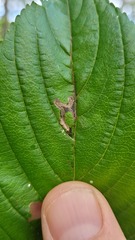 Stigmella rhamnicola