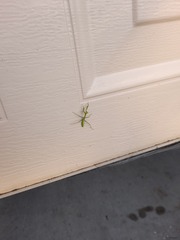 Pseudomantis albofimbriata