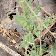 Ambrosia psilostachya