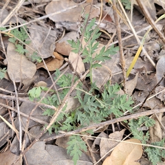 Ambrosia psilostachya